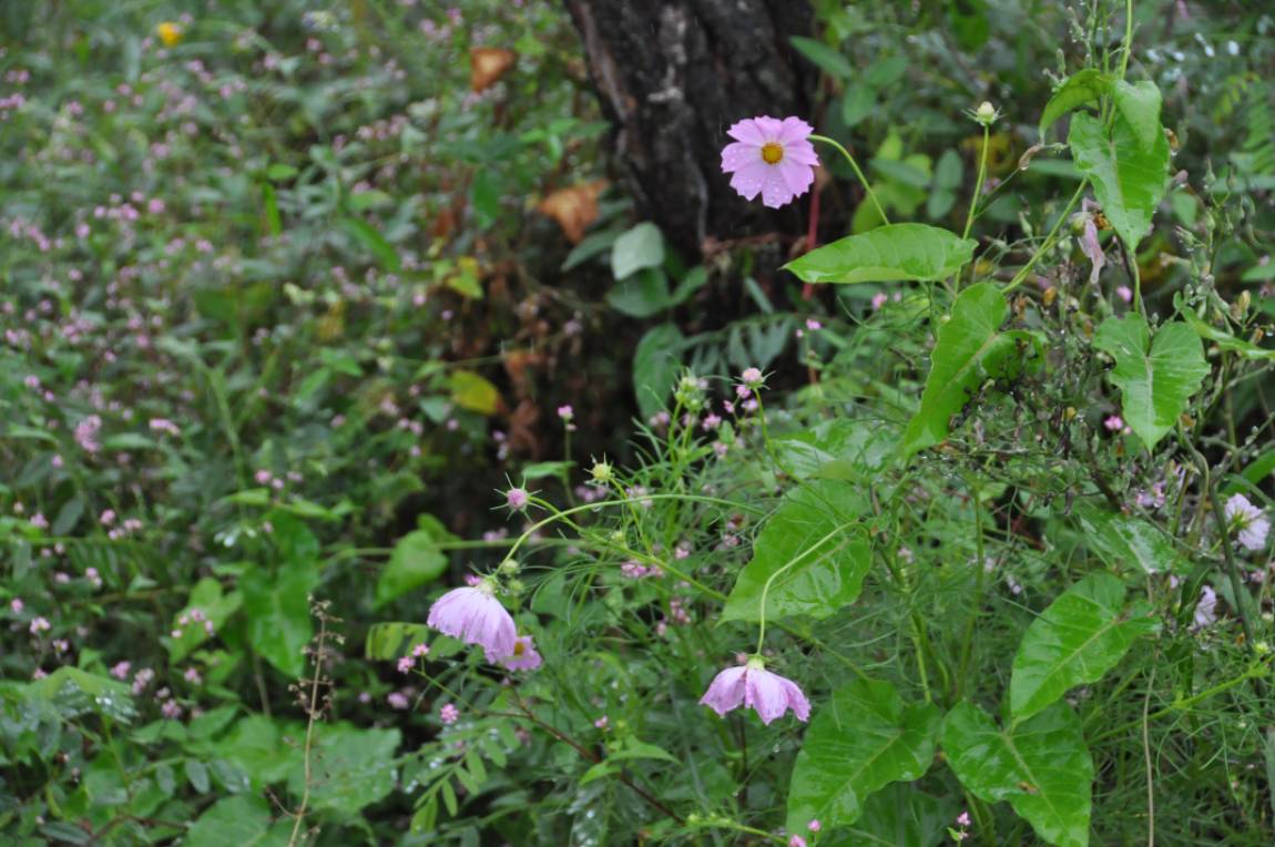 DSC_0029.JPG