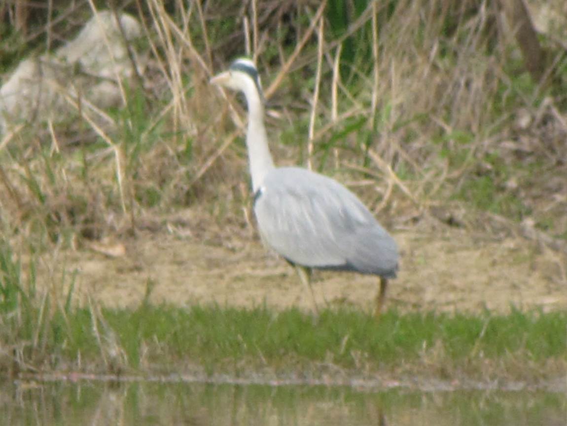 IMG_0525.JPG