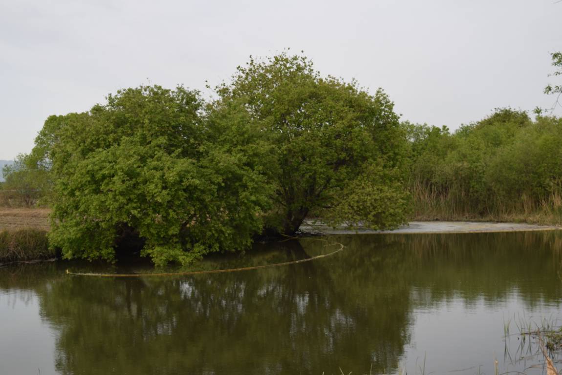 DSC_1733.JPG