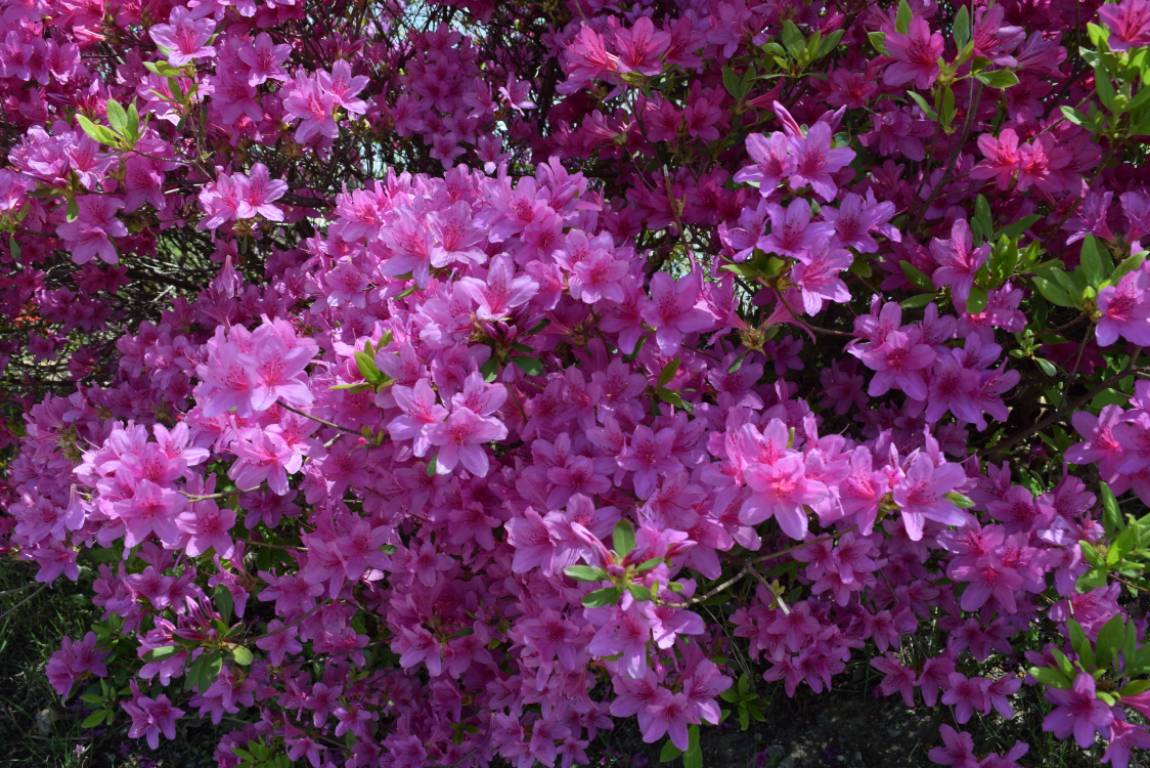 DSC_1758.JPG