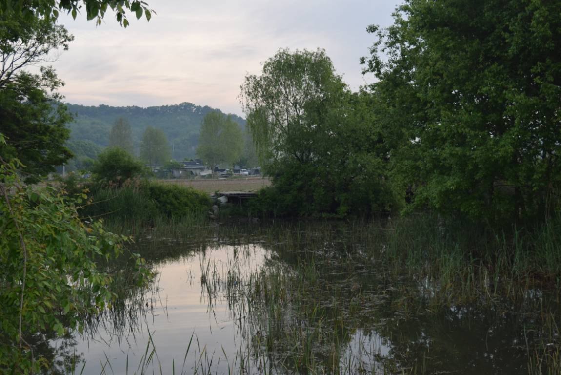 DSC_1593.JPG