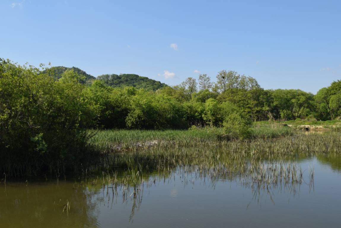 DSC_1650.JPG