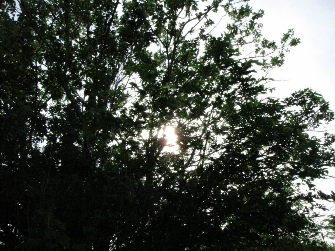 IMG_1440.JPG