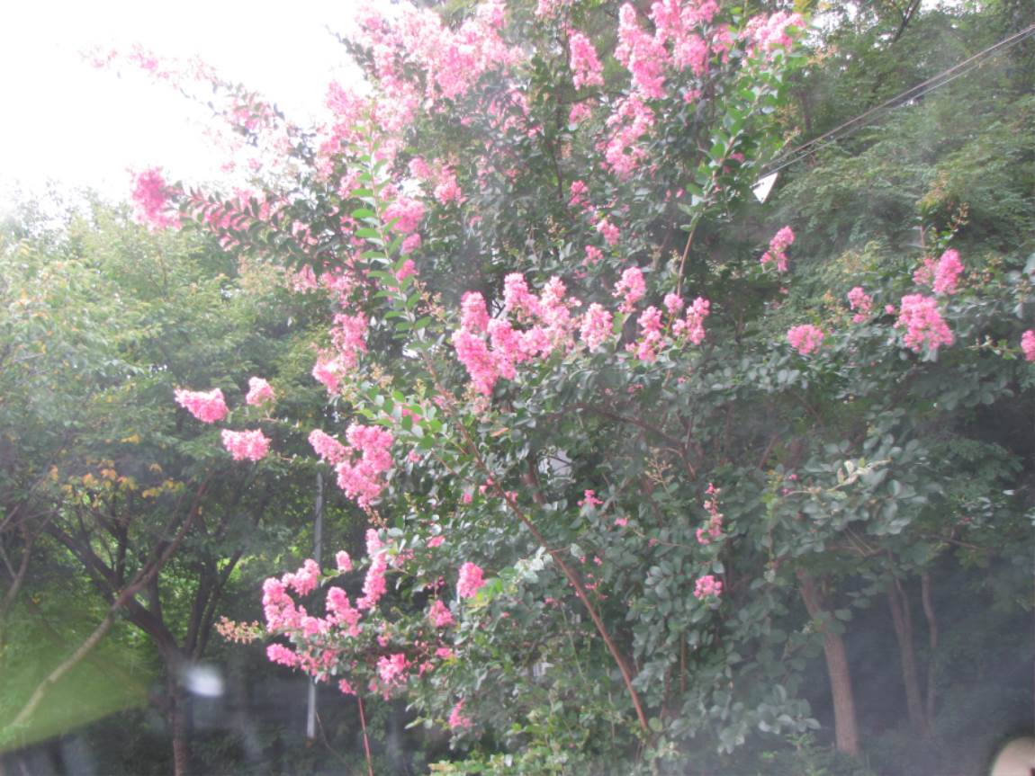 IMG_1611.JPG