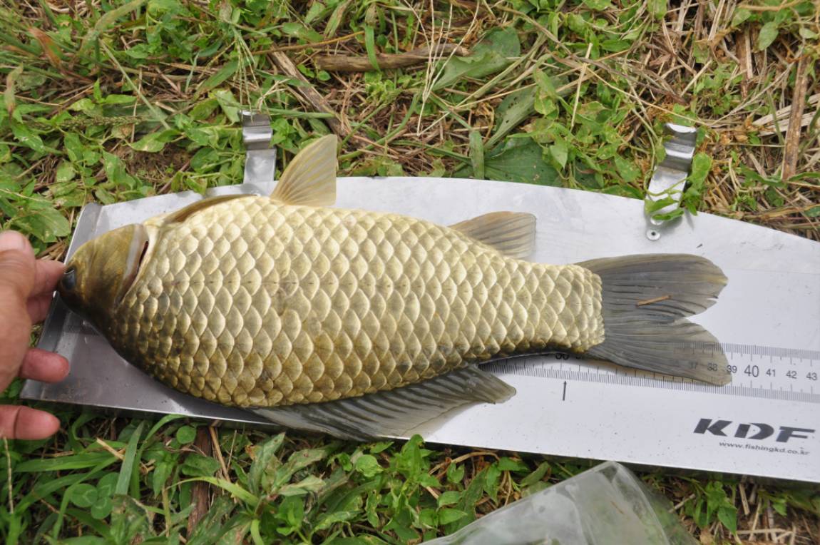 39cm�ؾ�.JPG