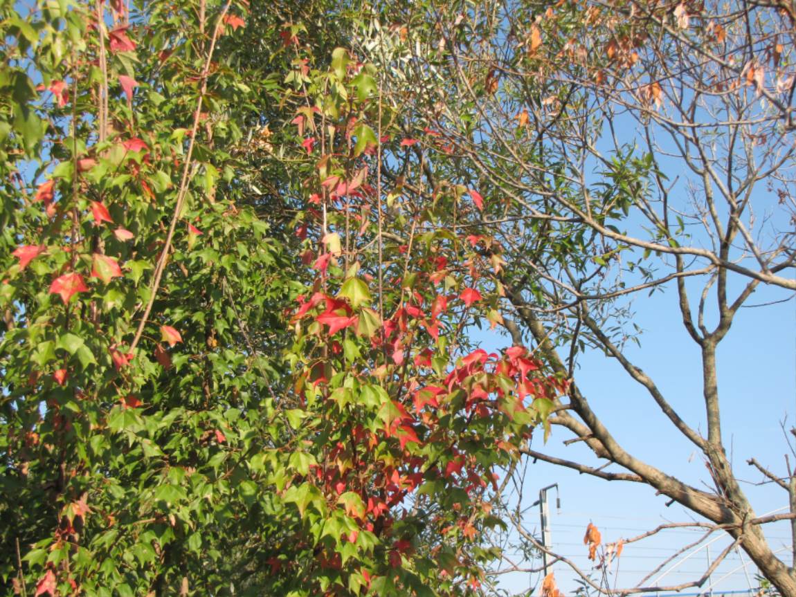 IMG_1915.JPG