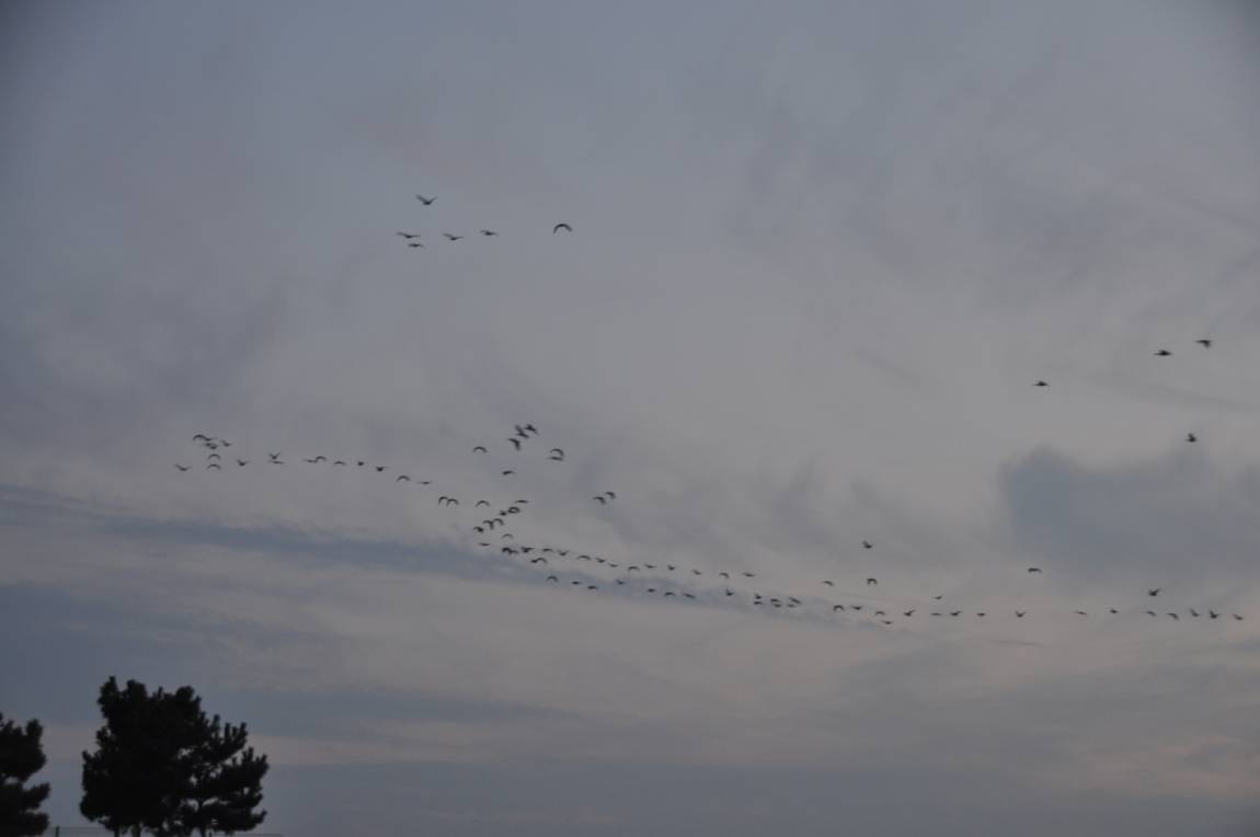 DSC_0013.JPG
