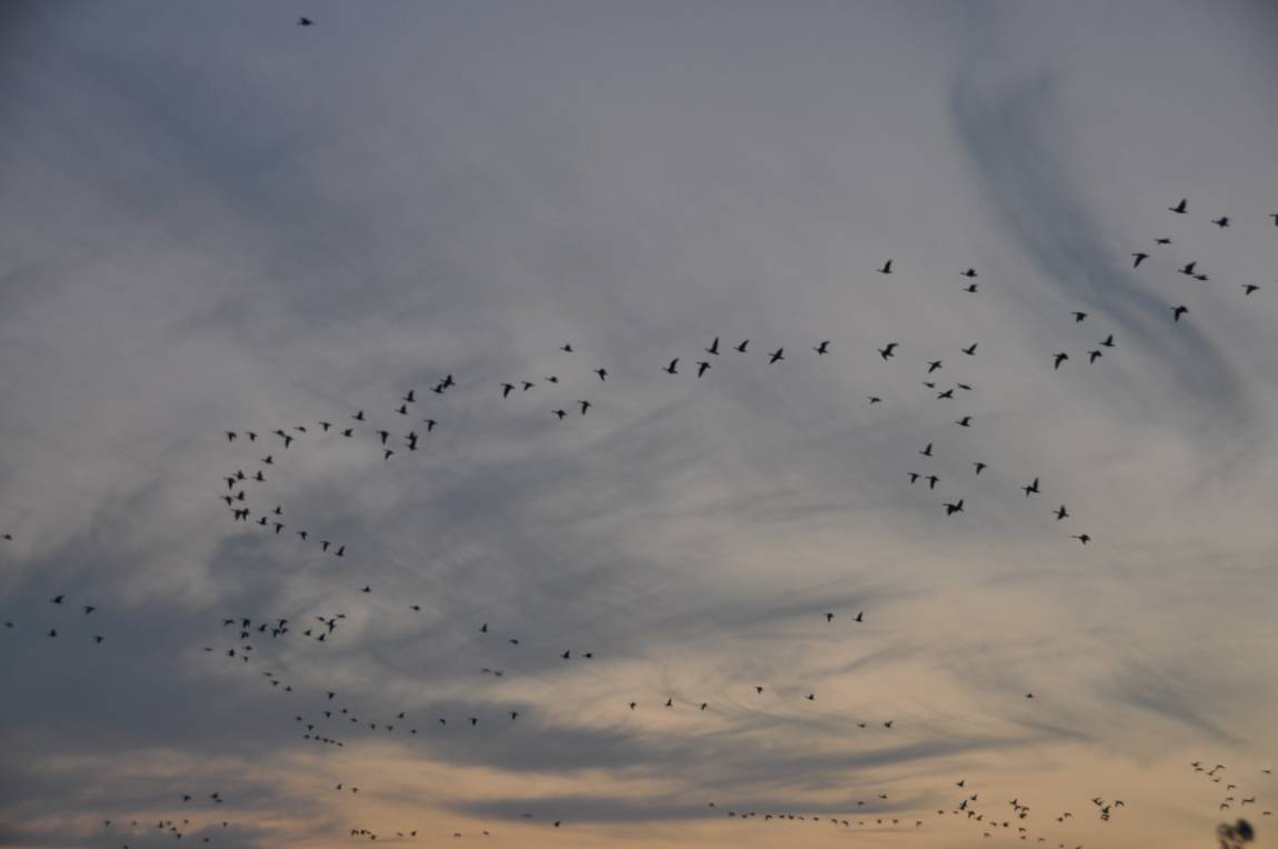 DSC_0016.JPG