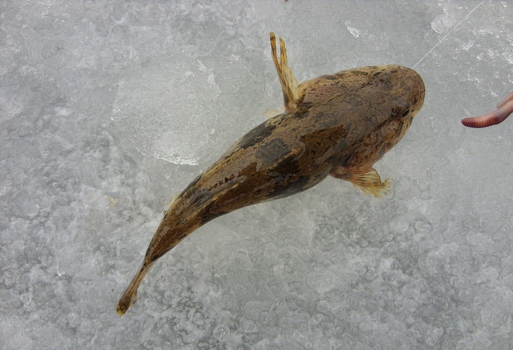 58.jpg
