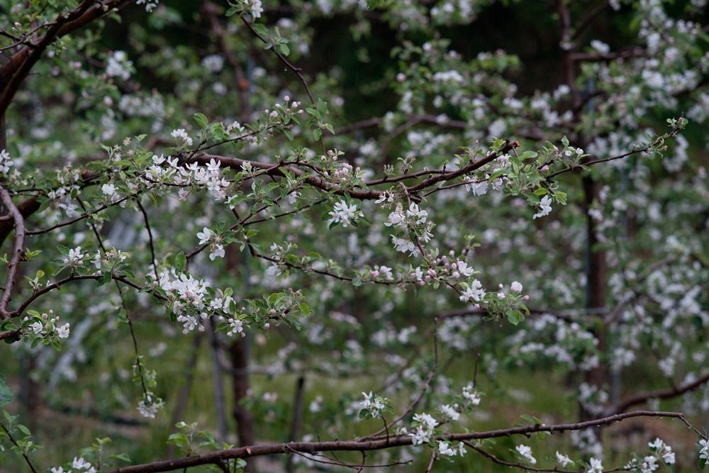 DSC02821.jpg
