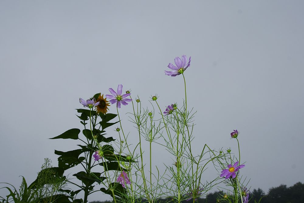 DSC01014.JPG