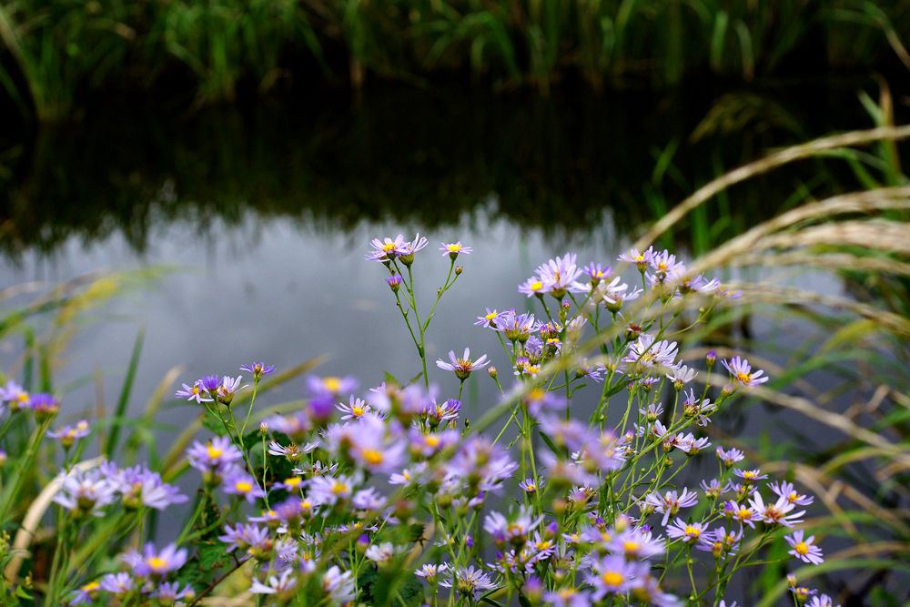 DSC00452.jpg