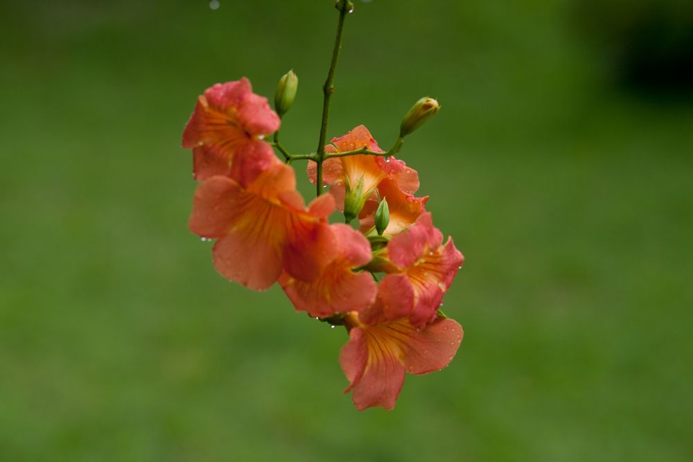 DSC02791.jpg