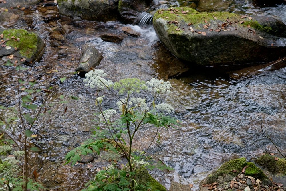 DSC04264.jpg