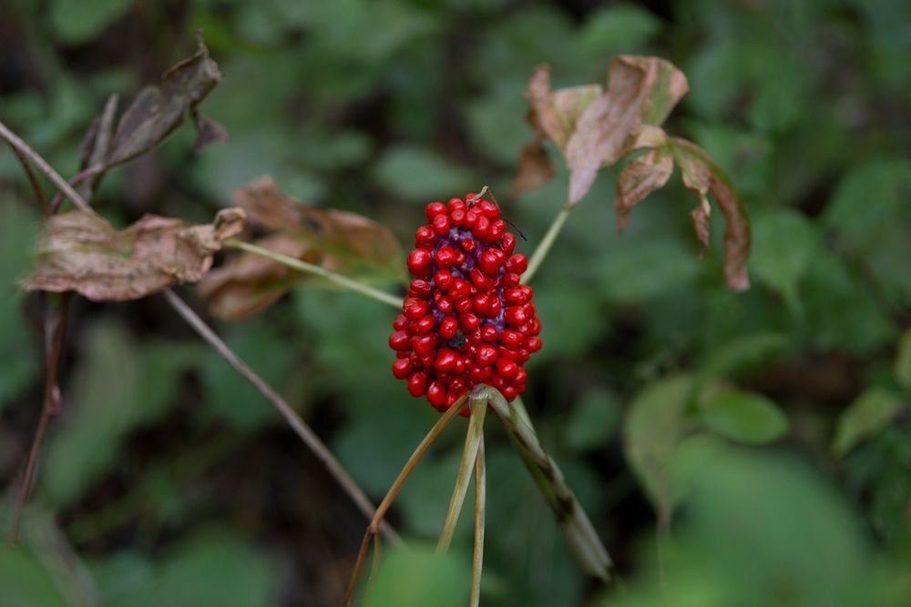 DSC.0034.jpg