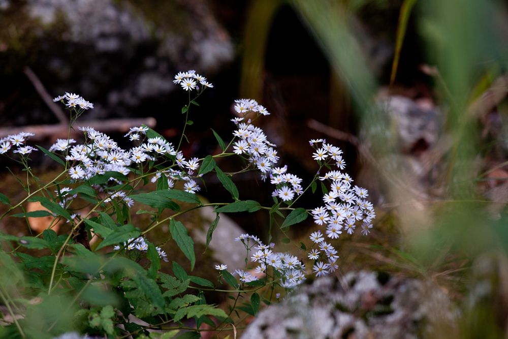 DSC07168.jpg