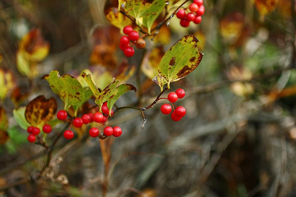 DSC02521.jpg