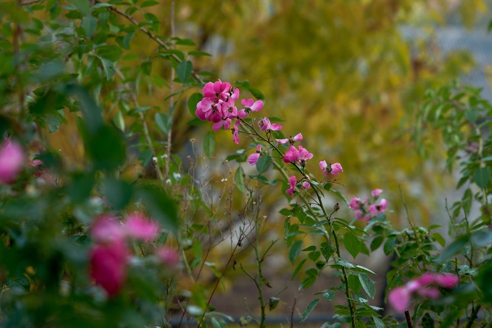 DSC01217.jpg