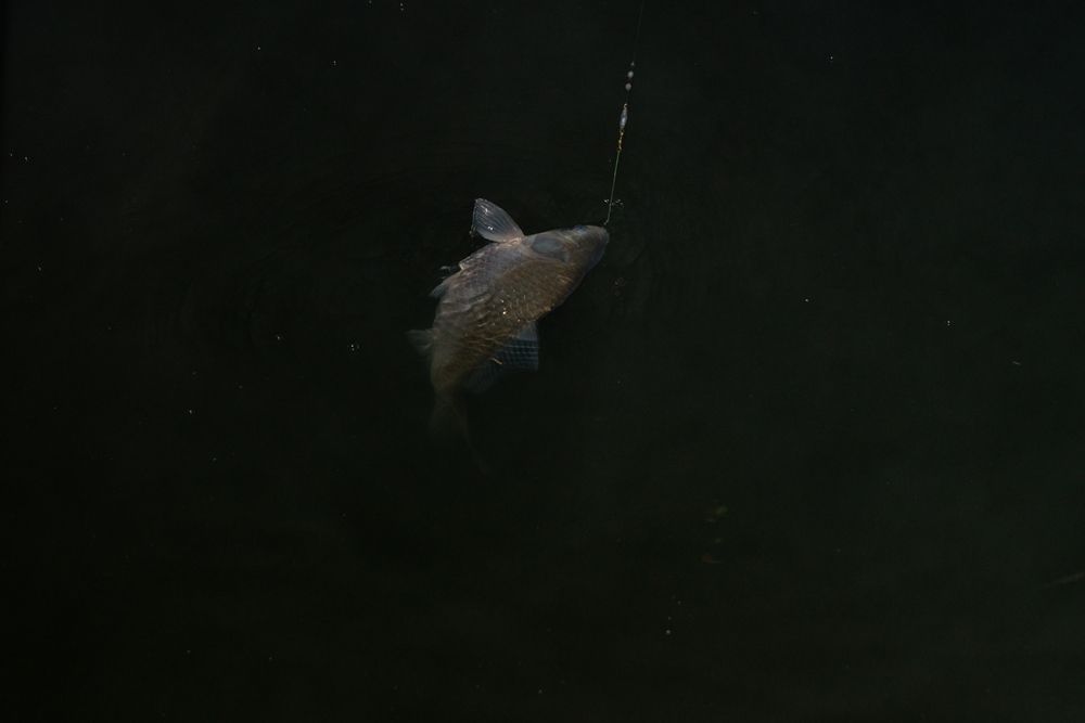 DSC09984.jpg