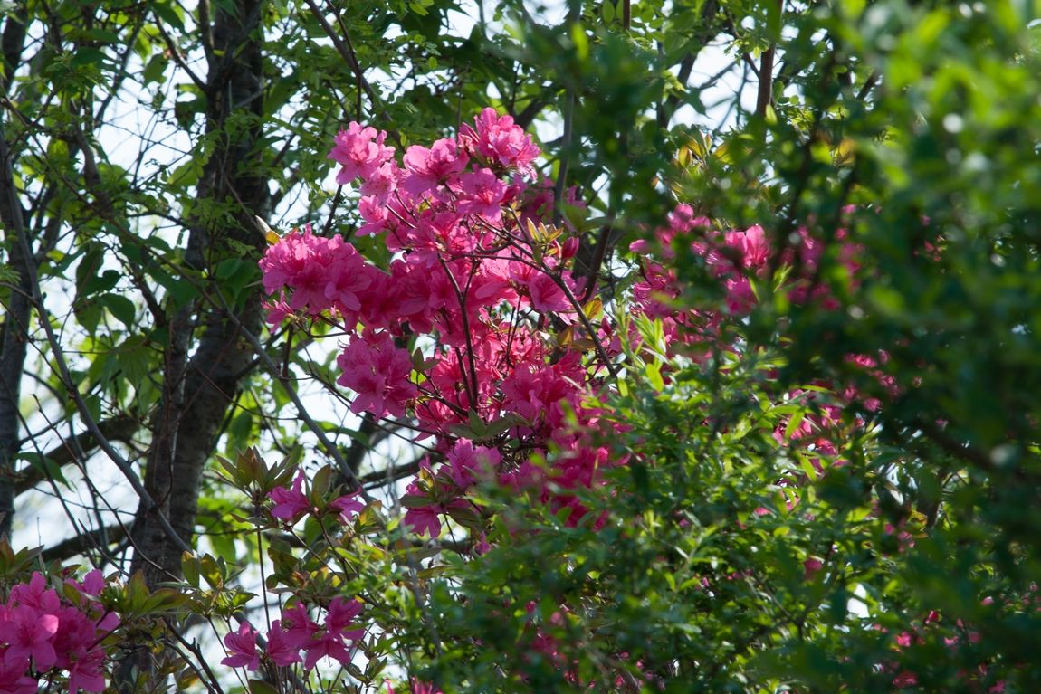 DSC03847.jpg