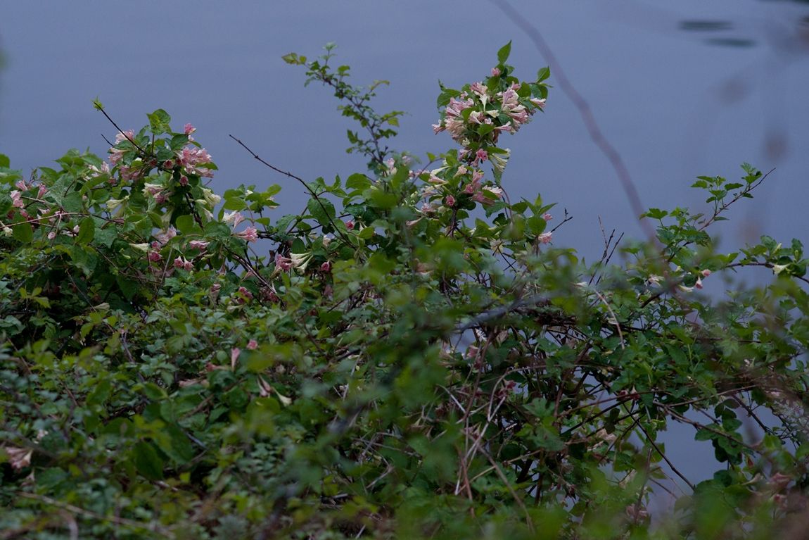DSC02646.jpg