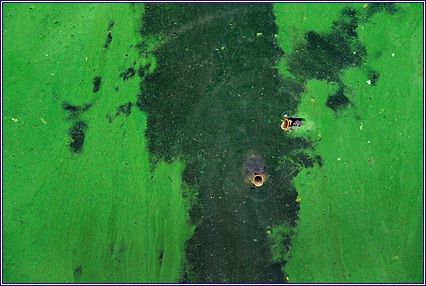 ��밭 �������� ����.jpg