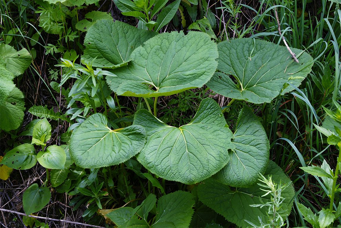 DSC07398.jpg