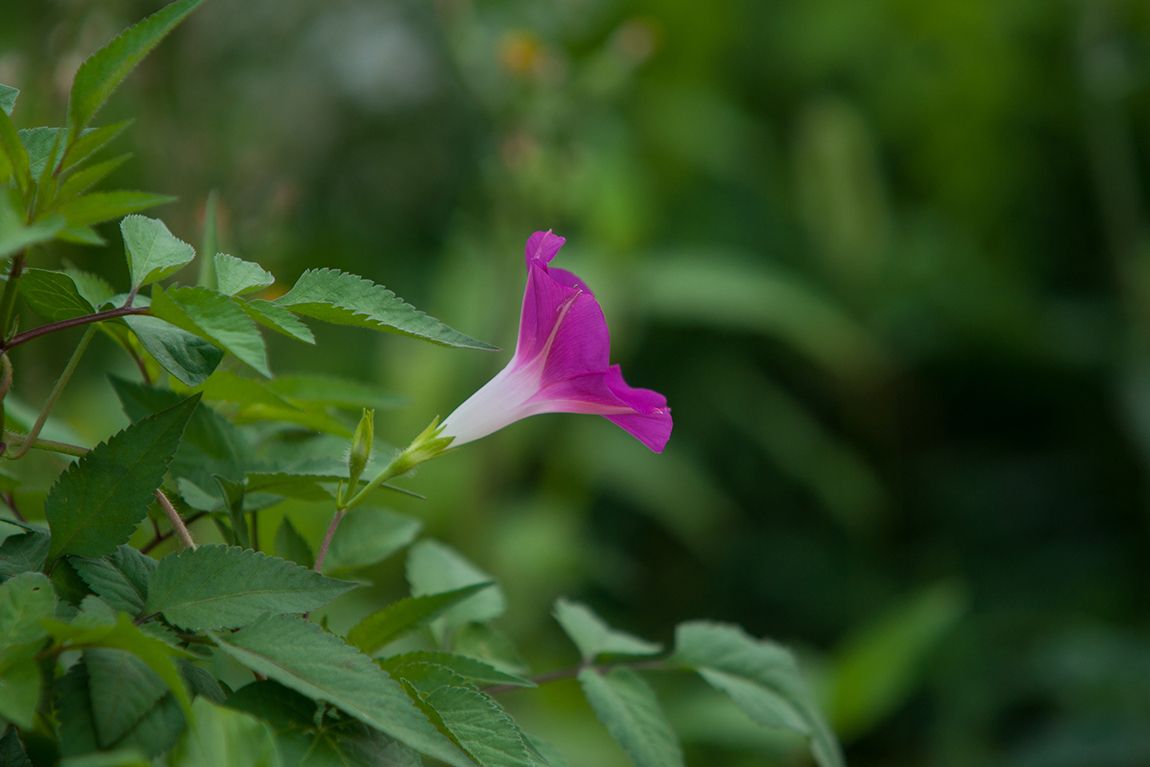 DSC06393.jpg
