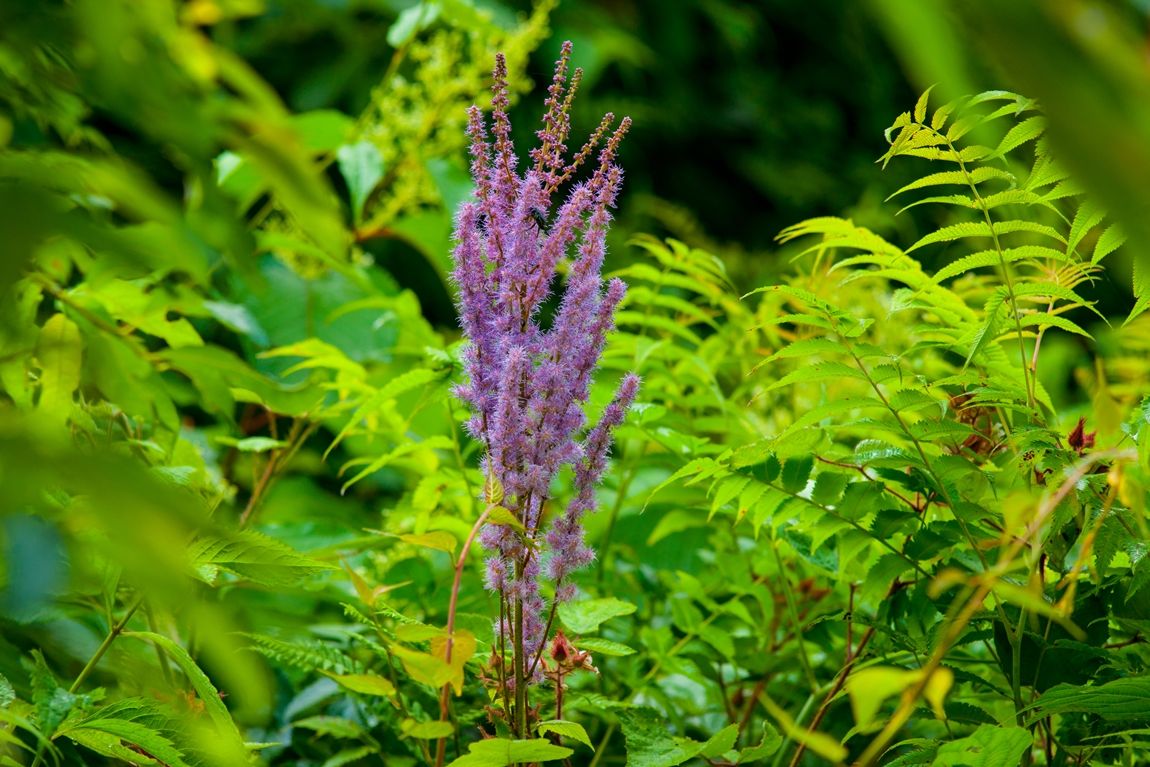 DSC08668.jpg