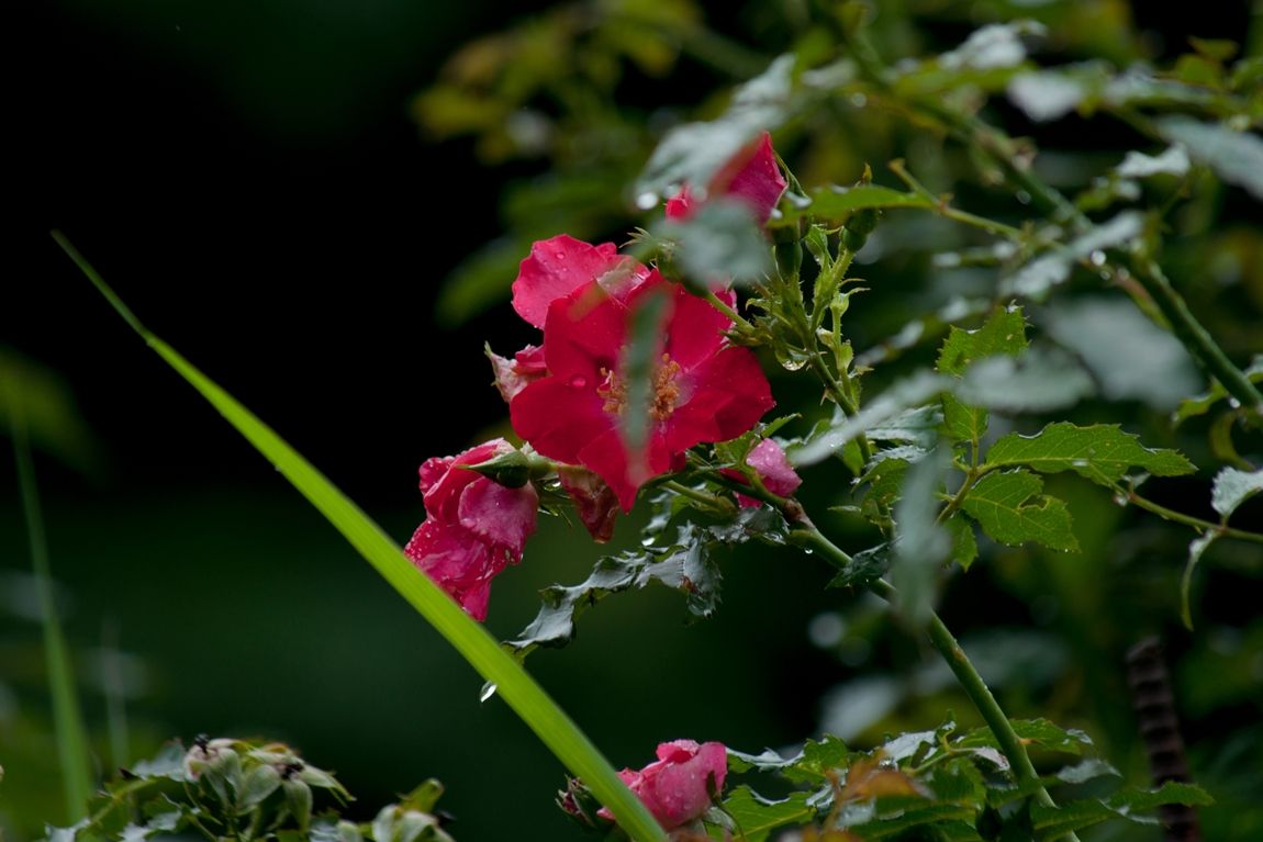 DSC09015.jpg