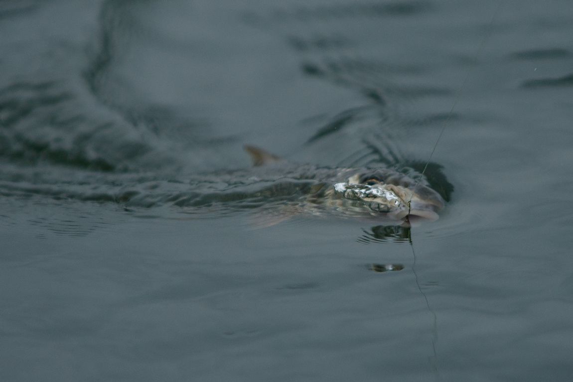DSC03524.jpg