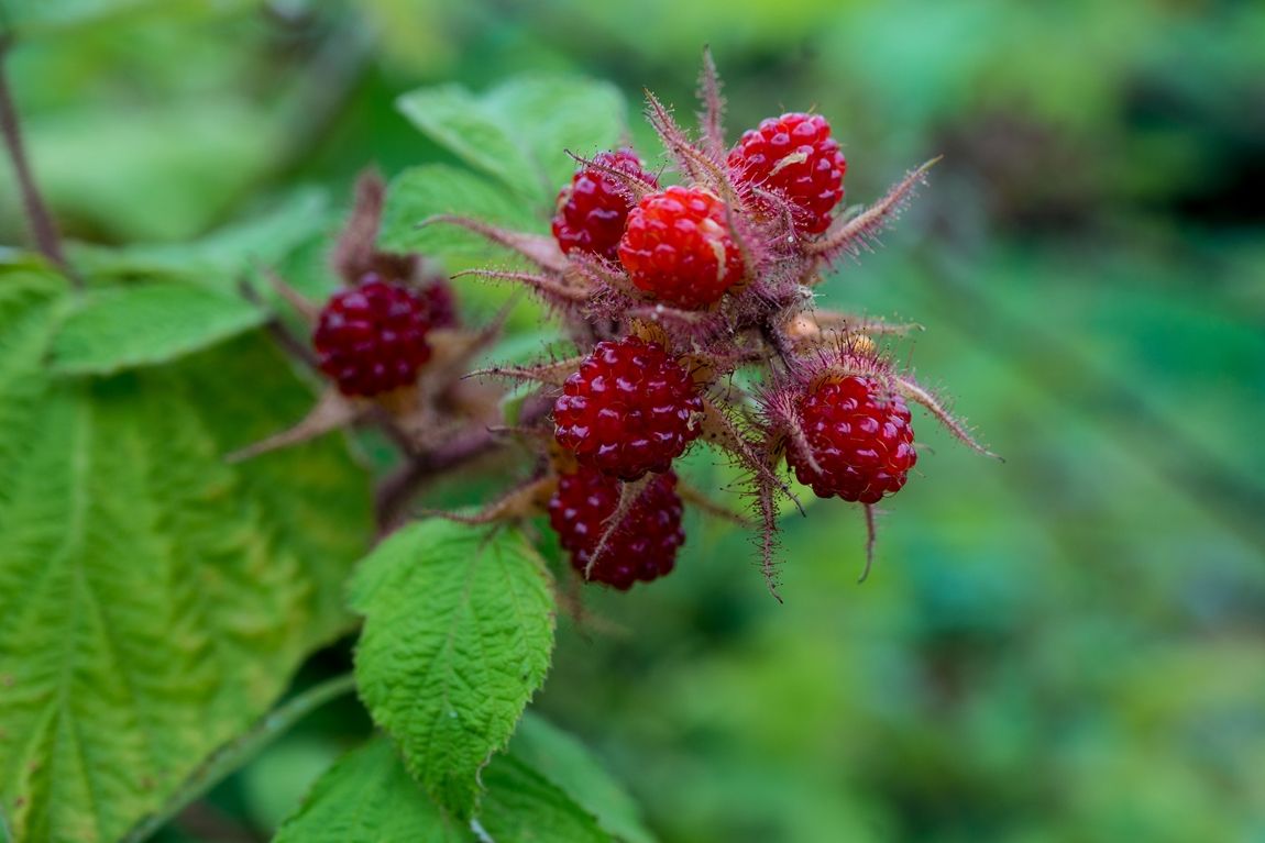 DSC07705.jpg