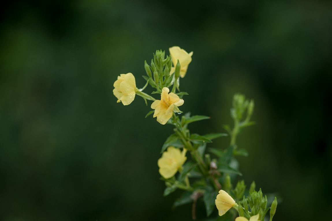DSC02817.jpg