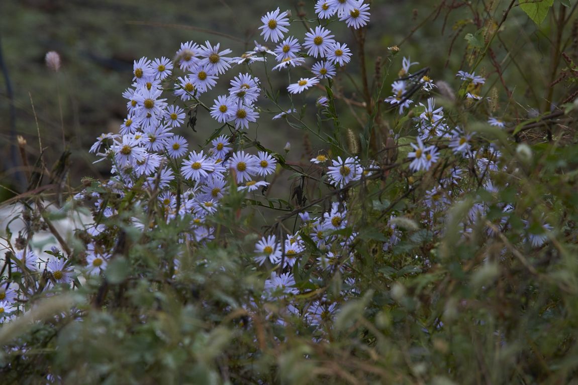 dcDSC06634.jpg