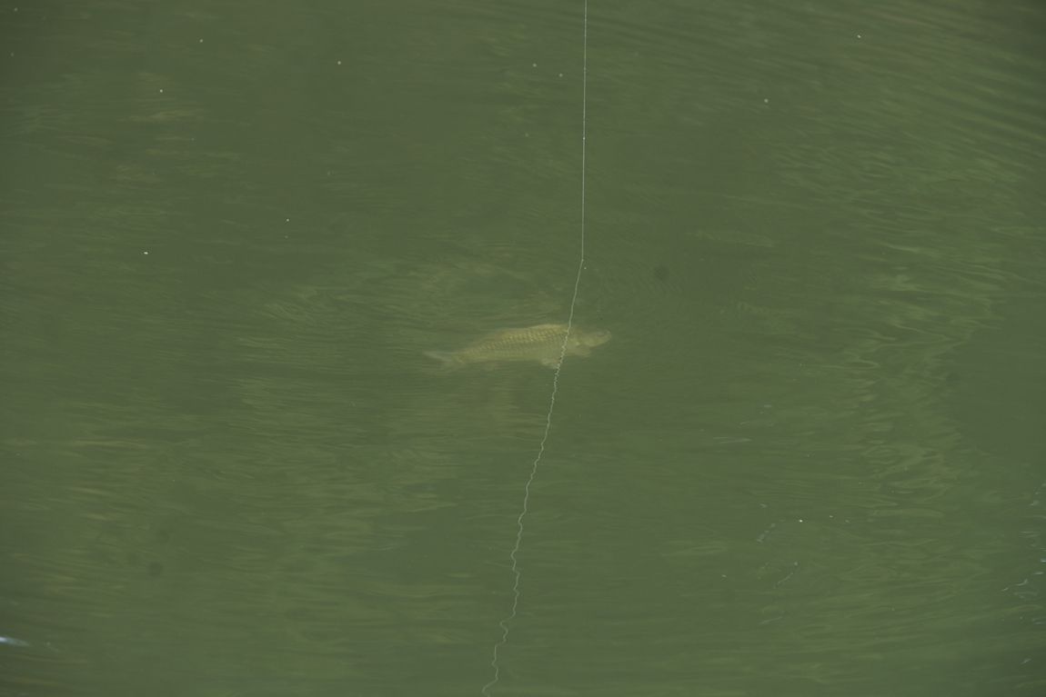 dcDSC06778.jpg