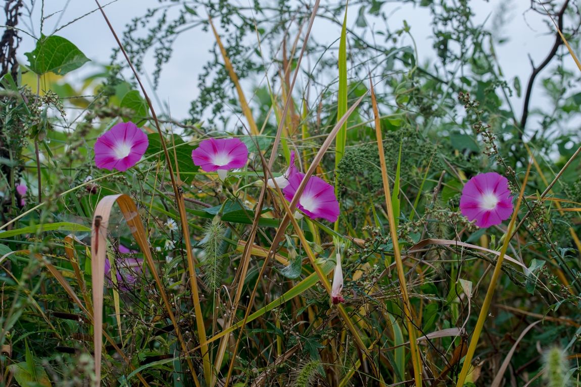dcDSC03769.jpg