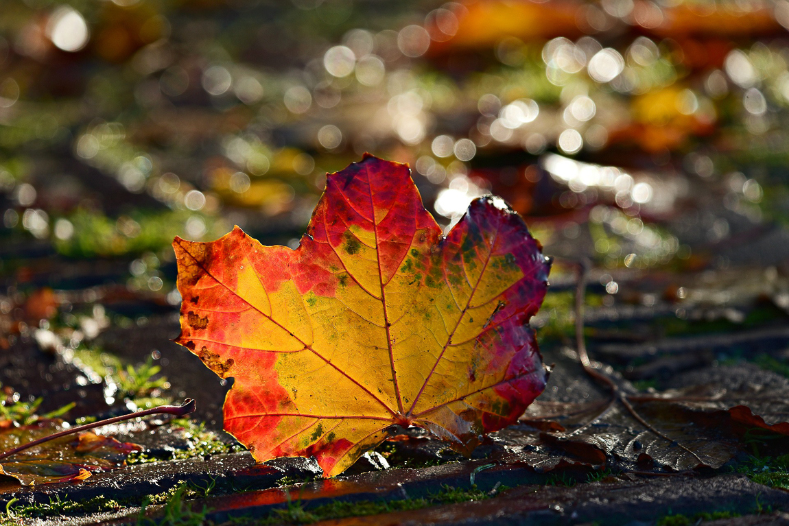 autumn-leaf-3807479_1920 (1).jpg