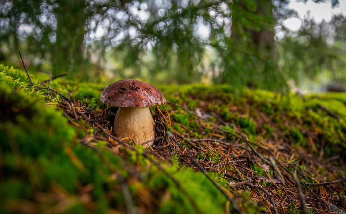 mushroom-3695409.jpg