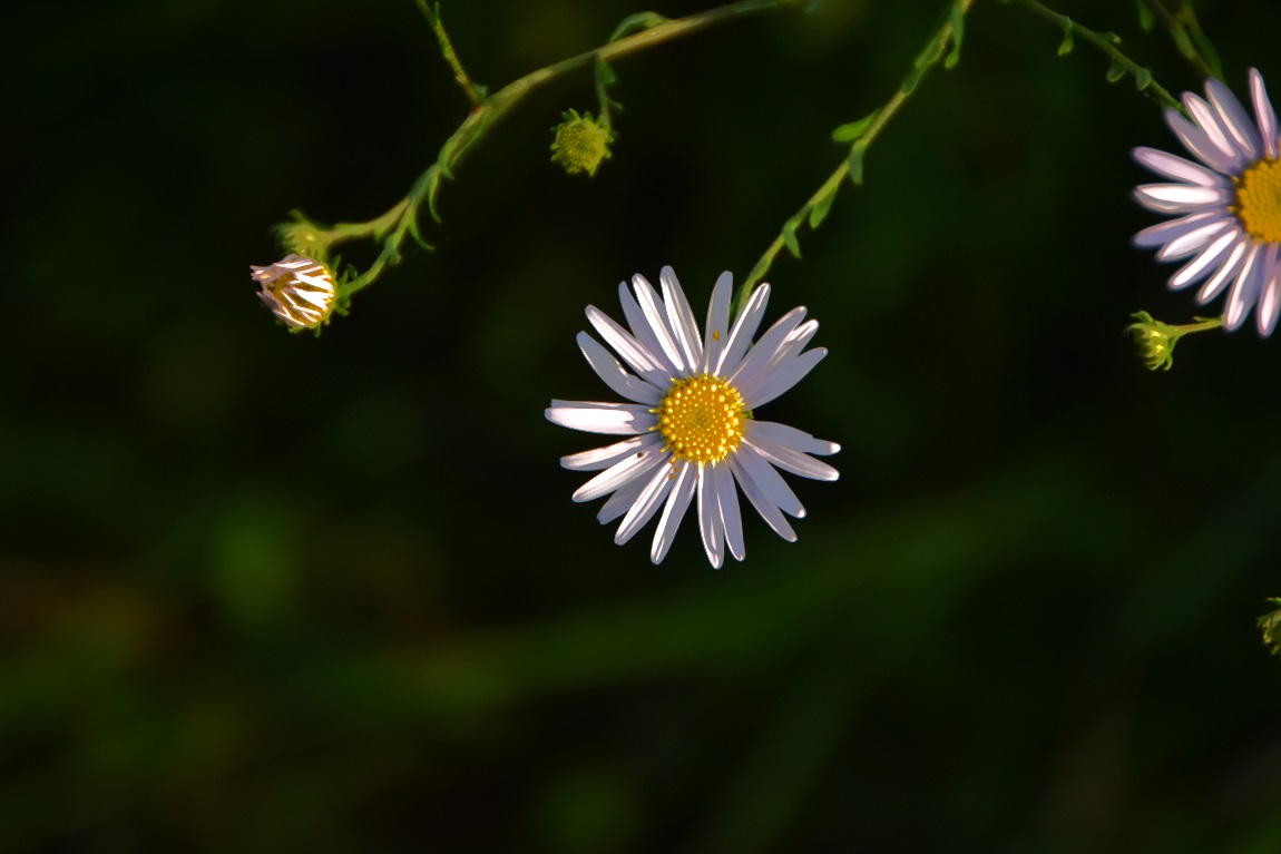 DSC_0106공1.jpg