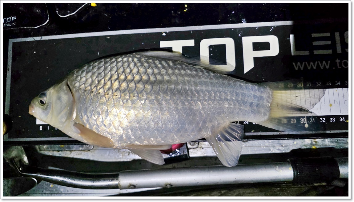 붕어가 나오기 시작 (4).jpg