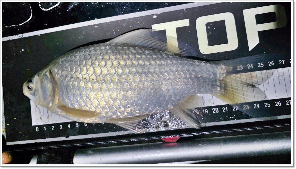 붕어가 나오기 시작 (6).jpg