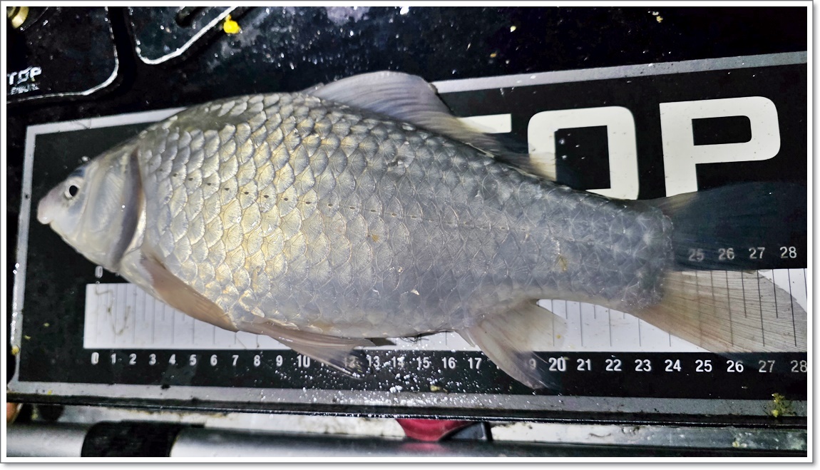 붕어가 나오기 시작 (1).jpg