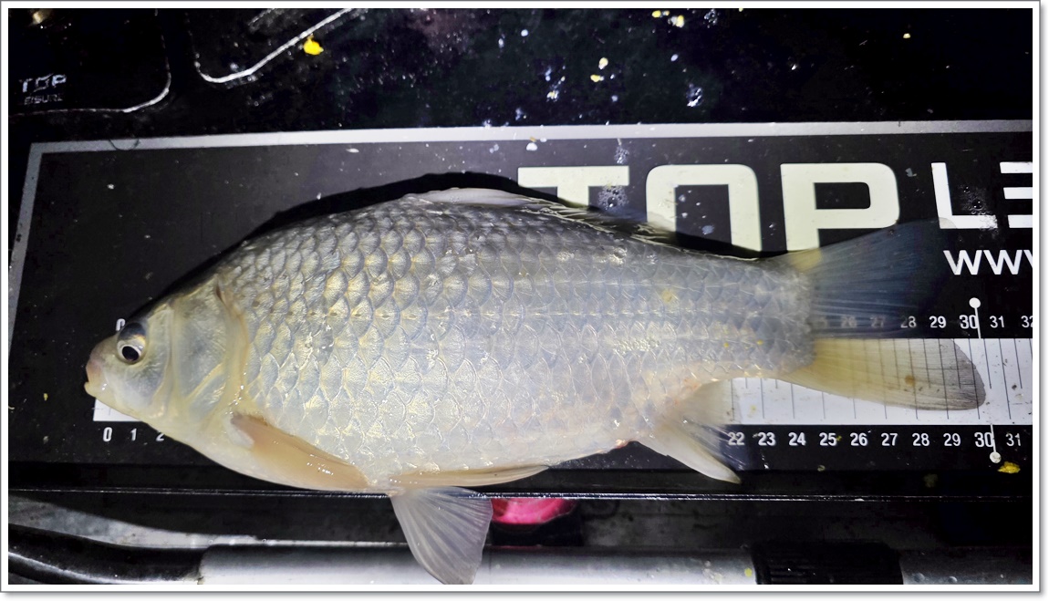 붕어가 나오기 시작 (3).jpg