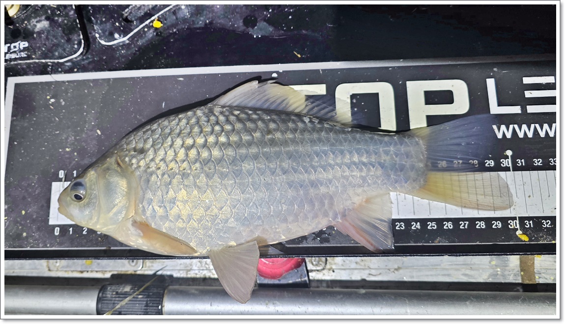 붕어가 나오기 시작 (2).jpg