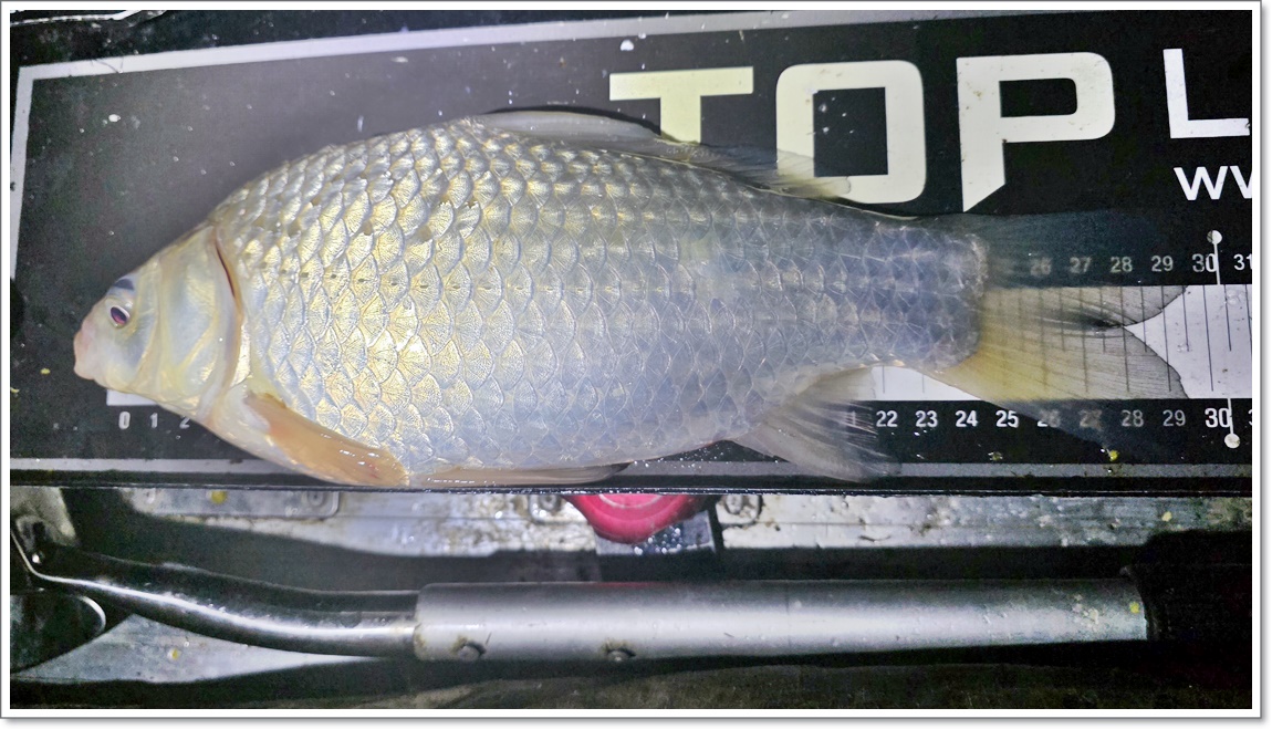 붕어가 나오기 시작 (5).jpg