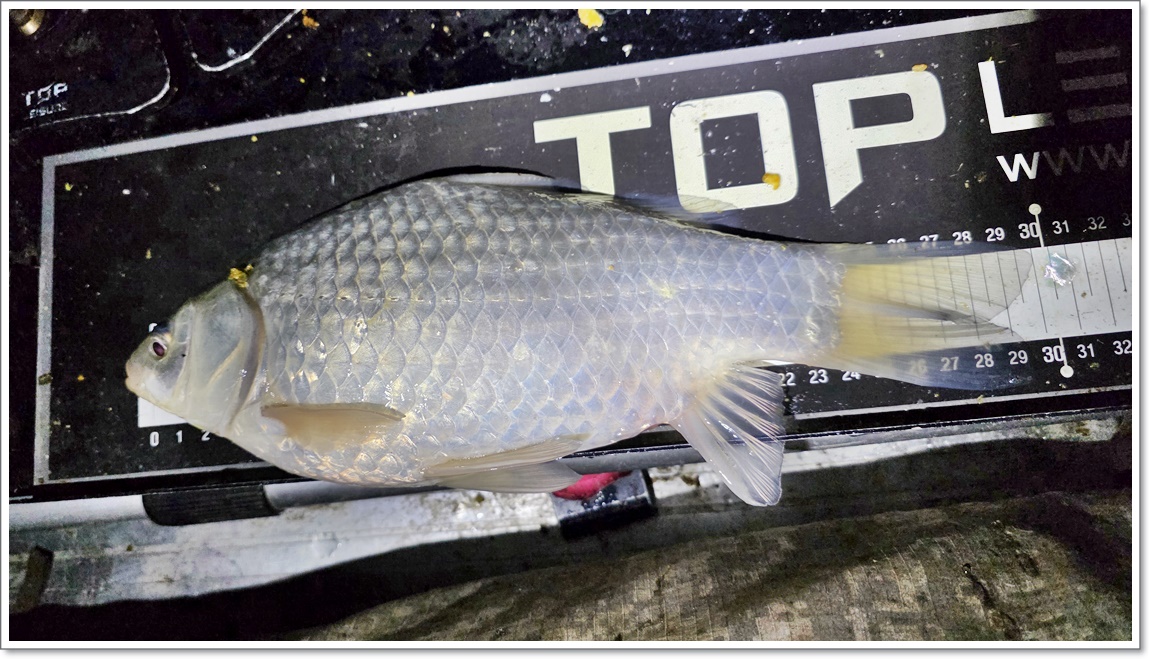 두번째밤에 나온 붕어들 (2).jpg