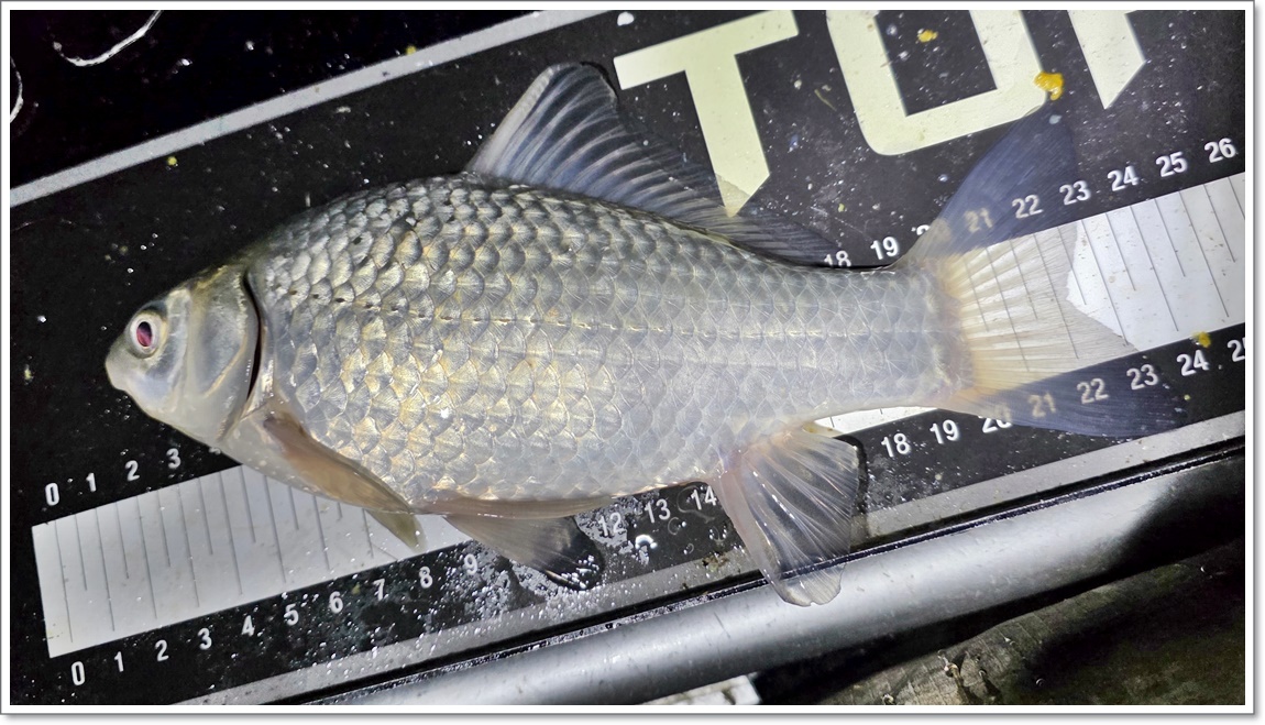 두번째밤에 나온 붕어들 (3).jpg