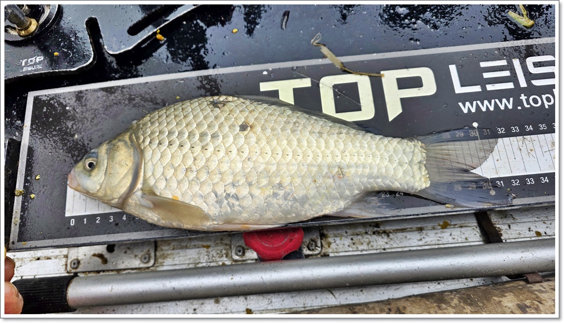 마무리 월척 붕어.jpg