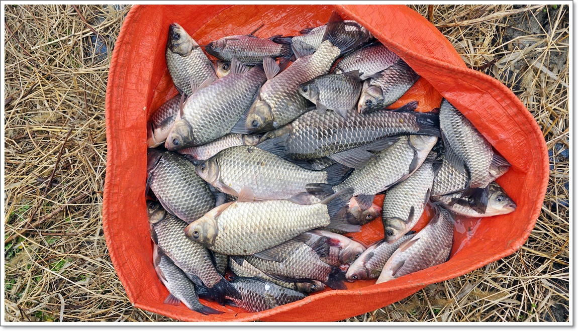 필자의조과 (2).jpg