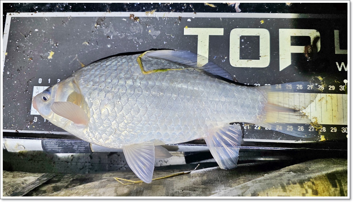 줄줄이나오는 붕어들 (1).jpg